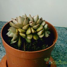A photo of Echeveria Dionysos fma. crestada