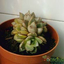 A photo of Echeveria Dionysos fma. crestada