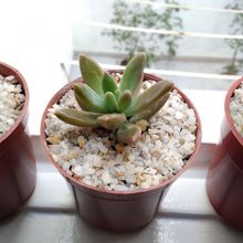 Una foto de Graptosedum cv. Francesco Baldi