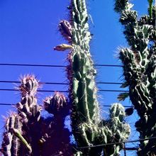 Una foto de Cereus uruguayanus fma. monstruosa