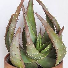 Una foto de Aloe aculeata