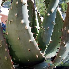 Una foto de Aloe aculeata
