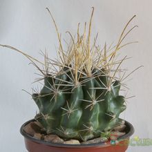 A photo of Ferocactus hamatacanthus ssp. sinuatus