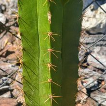 Foto de un cactus que se está identificando actualmente