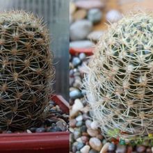 Una foto de Echinopsis tiegeliana