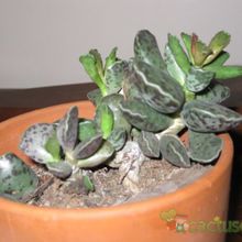 Una foto de Adromischus cooperi