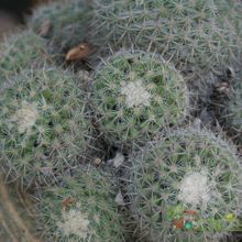 Una foto de Mammillaria hahniana