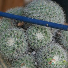 Una foto de Mammillaria hahniana