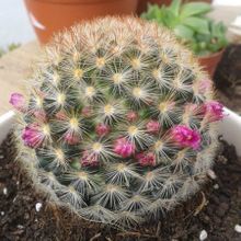 A photo of Mammillaria laui ssp. subducta