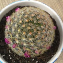 A photo of Mammillaria laui ssp. subducta