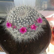 A photo of Mammillaria hahniana