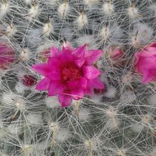 A photo of Mammillaria hahniana