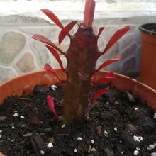 Una foto de Euphorbia trigona var. rubra