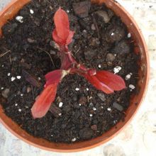 Una foto de Euphorbia trigona var. rubra