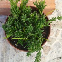 Una foto de Rhipsalis mesembryanthemoides
