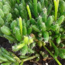 Una foto de Rhipsalis mesembryanthemoides