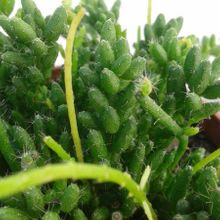Una foto de Rhipsalis mesembryanthemoides