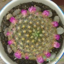 A photo of Mammillaria laui ssp. subducta