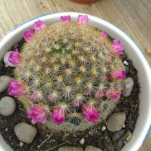 A photo of Mammillaria laui ssp. subducta