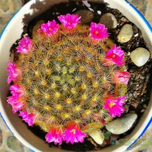 A photo of Mammillaria laui ssp. subducta