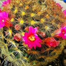 A photo of Mammillaria laui ssp. subducta
