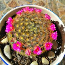 A photo of Mammillaria laui ssp. subducta