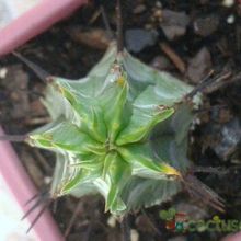 Una foto de Euphorbia heptagona