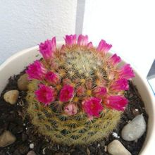 A photo of Mammillaria laui ssp. subducta