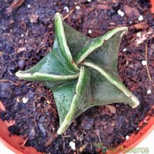 Una foto de Astrophytum myriostigma fma. nudum