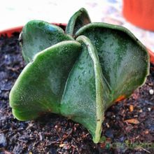 Una foto de Astrophytum myriostigma fma. nudum