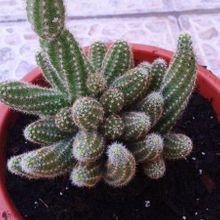 Una foto de Echinopsis chamaecereus