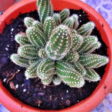 Una foto de Echinopsis chamaecereus
