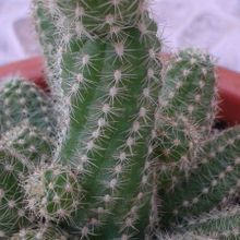Una foto de Echinopsis chamaecereus