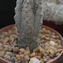 Foto de un cactus que se está identificando actualmente