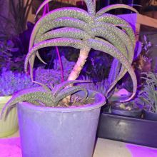 Foto de un cactus que se está identificando actualmente