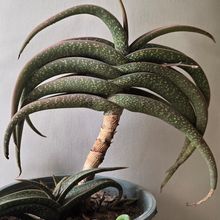 Foto de un cactus que se está identificando actualmente