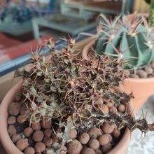 Una foto de Euphorbia lenewtonii  