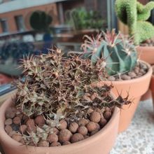 Una foto de Euphorbia lenewtonii  