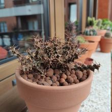 Una foto de Euphorbia lenewtonii  