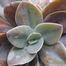 A photo of Echeveria Metallica (Hibrido)