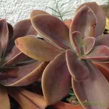 A photo of Echeveria Metallica (Hibrido)