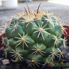 A photo of Coryphantha cornifera