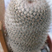 A photo of Mammillaria albilanata ssp. albilanata