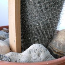 A photo of Mammillaria albilanata ssp. albilanata