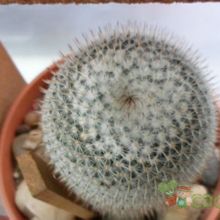 A photo of Mammillaria albilanata ssp. albilanata