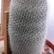 A photo of Mammillaria albilanata ssp. albilanata