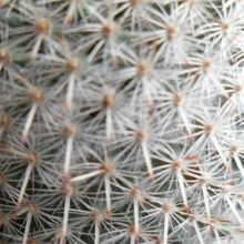 A photo of Mammillaria albilanata ssp. albilanata