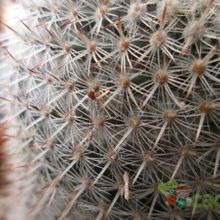 A photo of Mammillaria albilanata ssp. albilanata