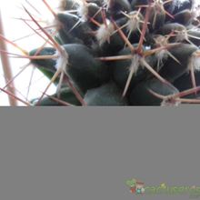 Una foto de Mammillaria polythele ssp. durispina