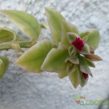 A photo of Mesembryanthemum cordifolium fma. variegada